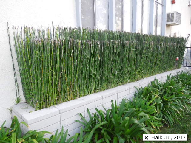 bamboo