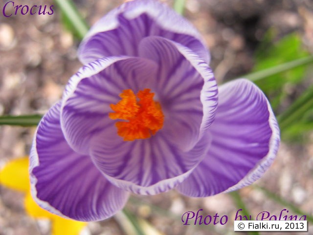 crocus