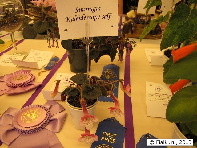 Sinningia 'Kaleidescope self'