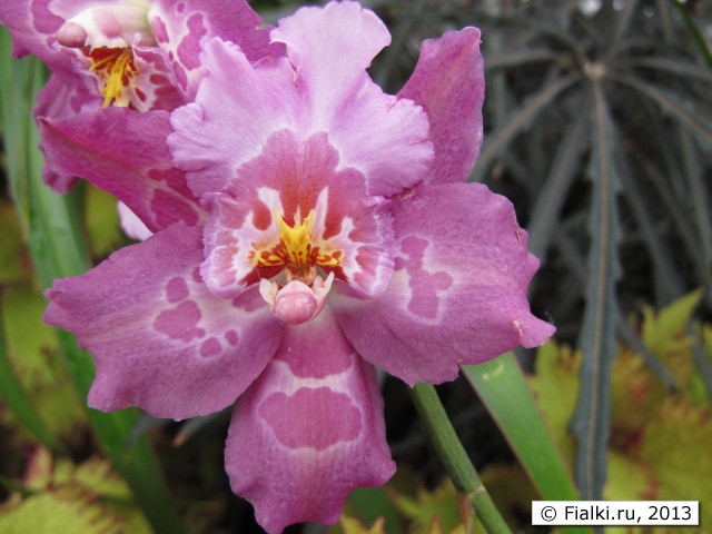 orchid