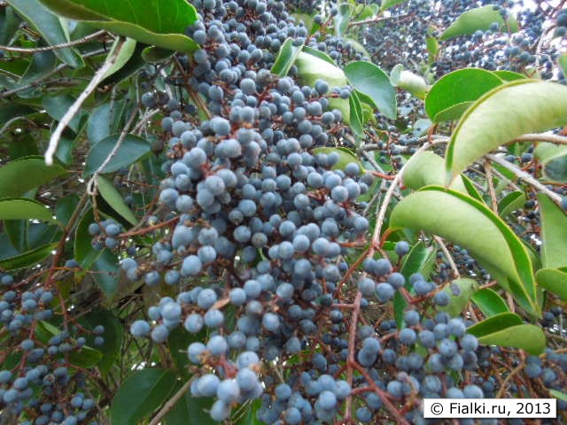 berries