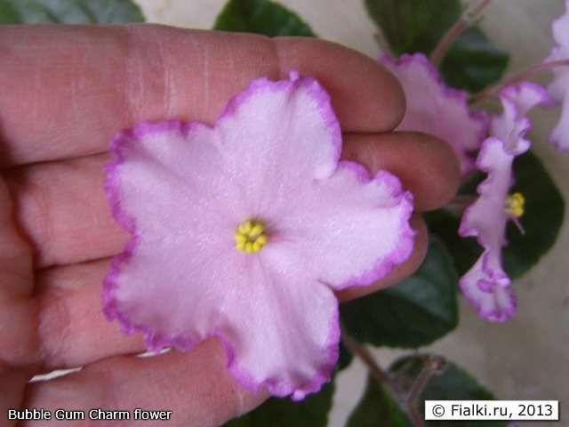 Bubble Gum Charm flower