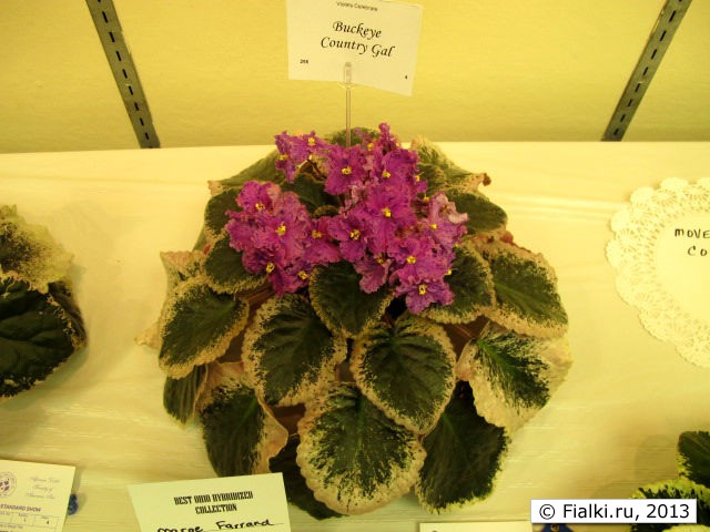 plant