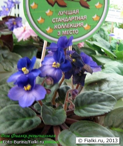 дом фиалки