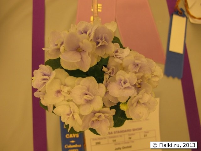 Jolly Orchid