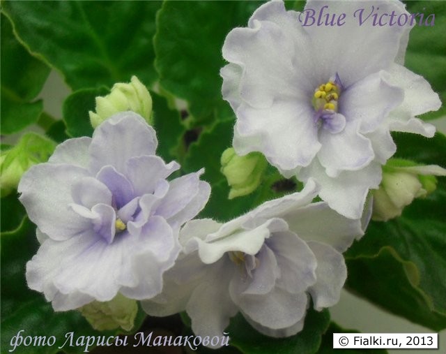 фиалка Blue Victoria (Volkmann)