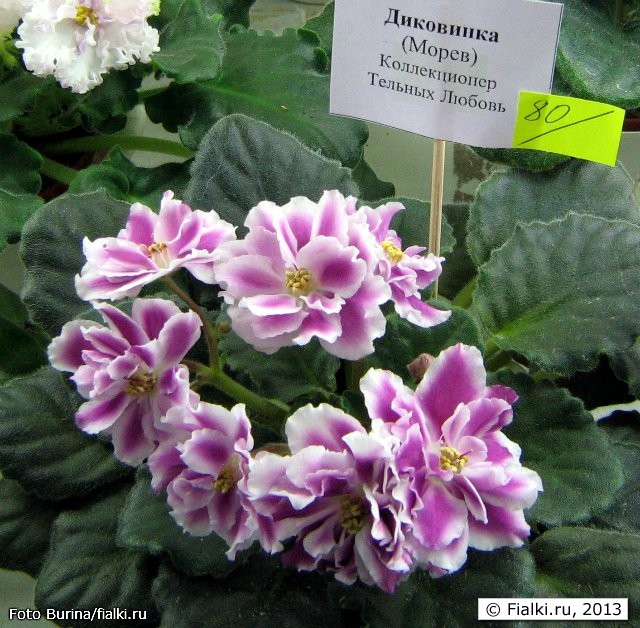 Фиалка Рубиновая Малютка