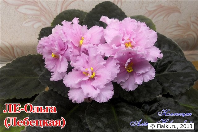Фиалка ле оля фото и описание Ле ольга фото - Arhids.ru