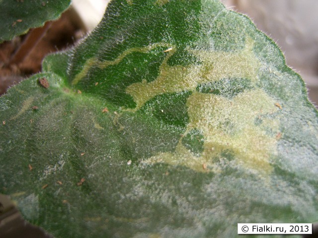 leaf