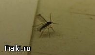 насекомое