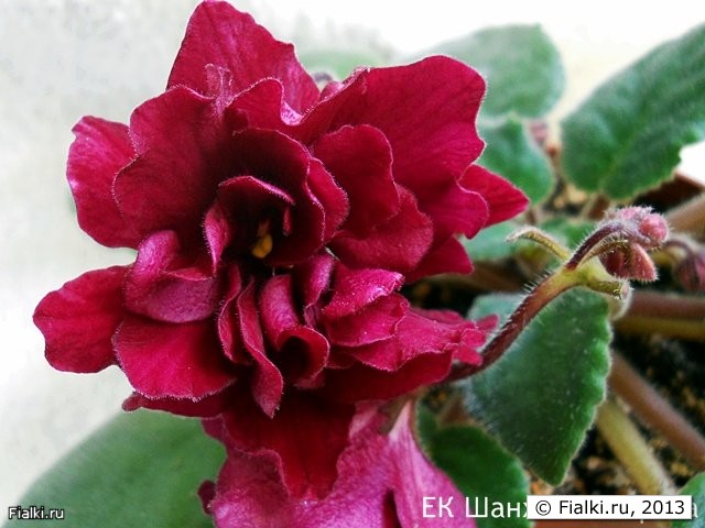 ЕК Шанхайская роза