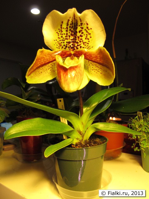 orchid