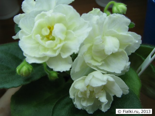 Lemon Kisses (Sorano)