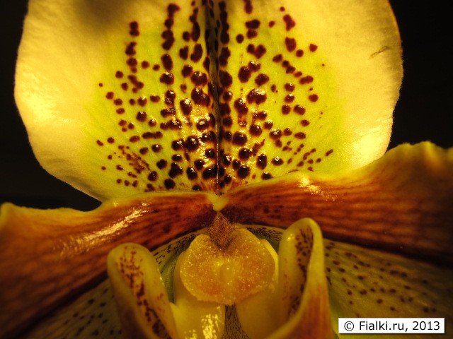 orchid