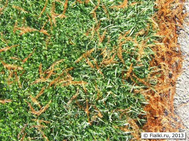 grass