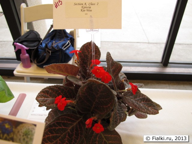 episcia