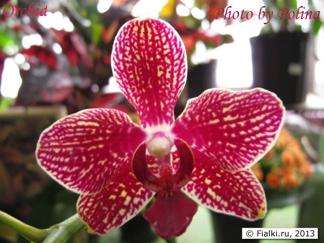 orchid