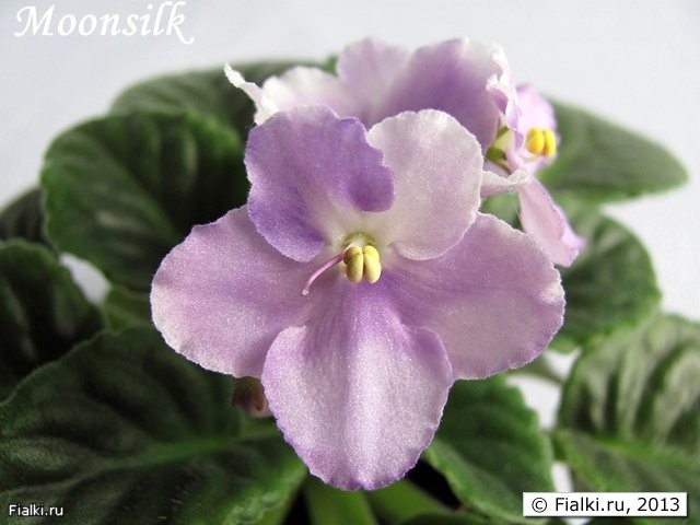 Moonsilk