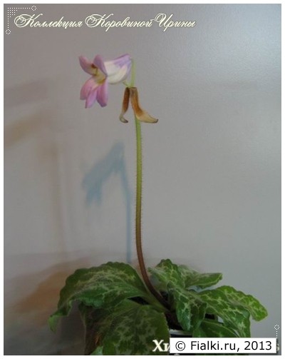 Sinensis