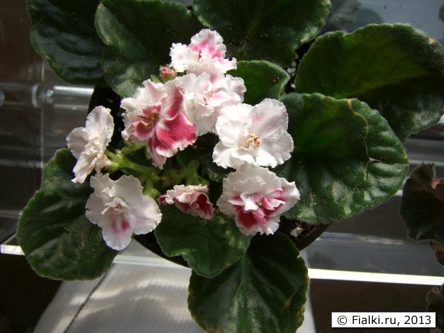 white and pink