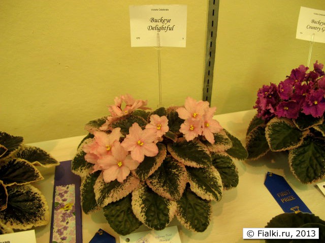 plant
