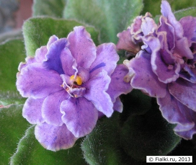 Flora Queen