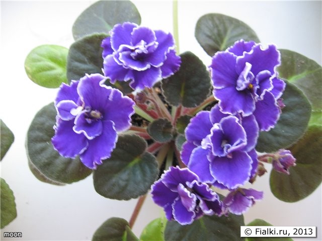 флор