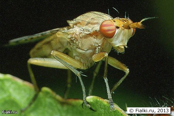 морилка для бабочек что такое. Смотреть фото морилка для бабочек что такое. Смотреть картинку морилка для бабочек что такое. Картинка про морилка для бабочек что такое. Фото морилка для бабочек что такое
