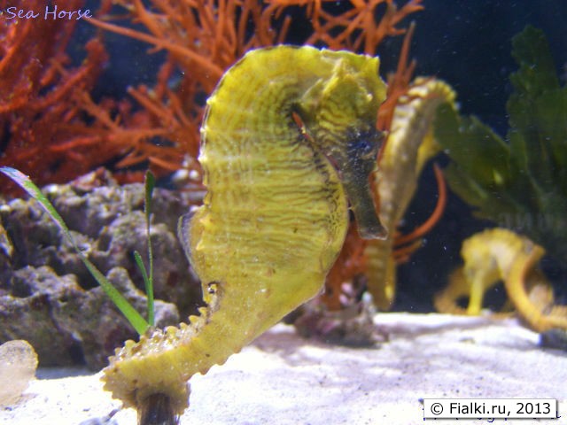 seahorse