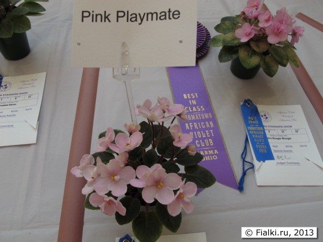 Pink Playmate