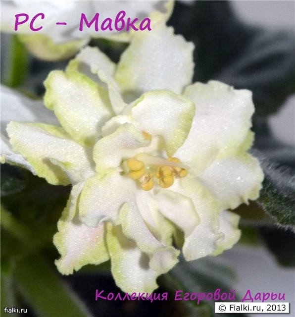 Мавка