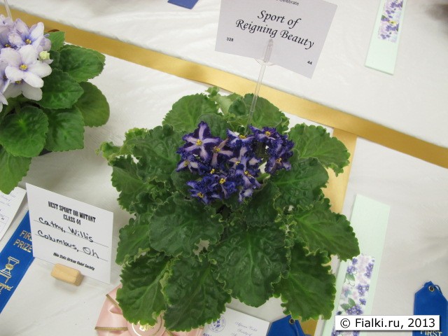 plant