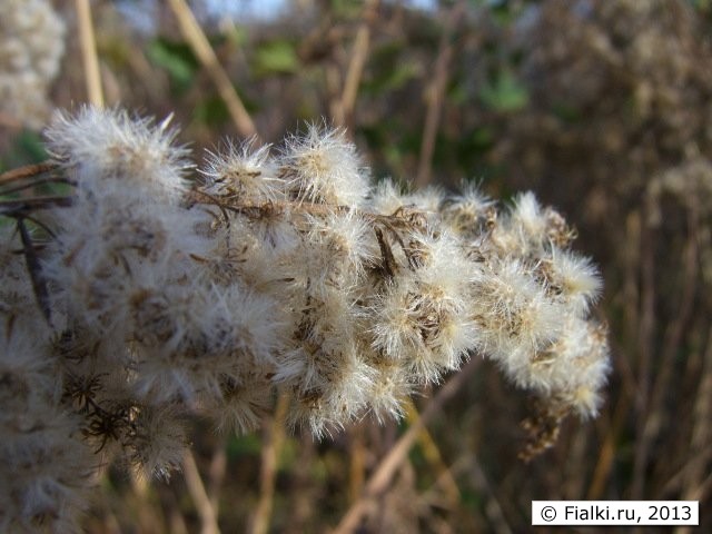 silver grass