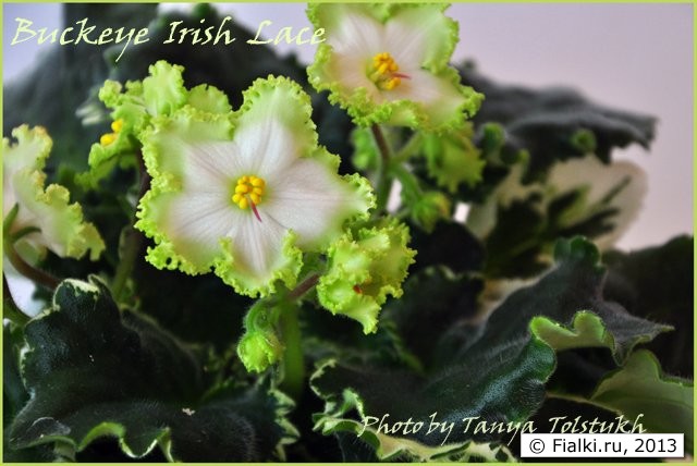 Buckeye Irish lace