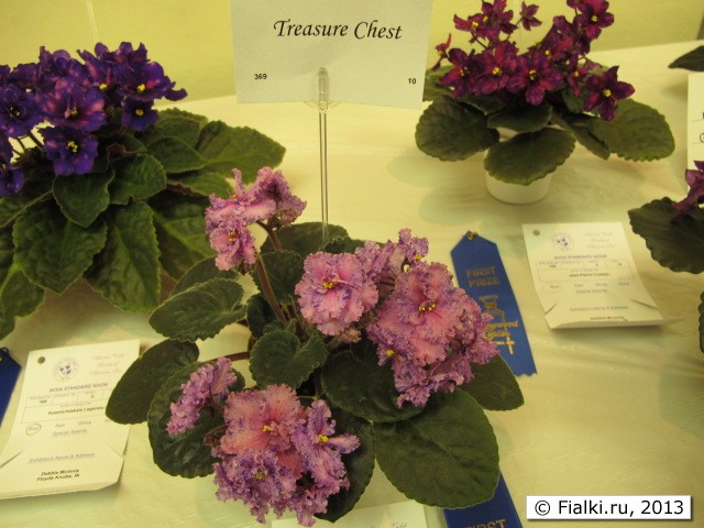 plant