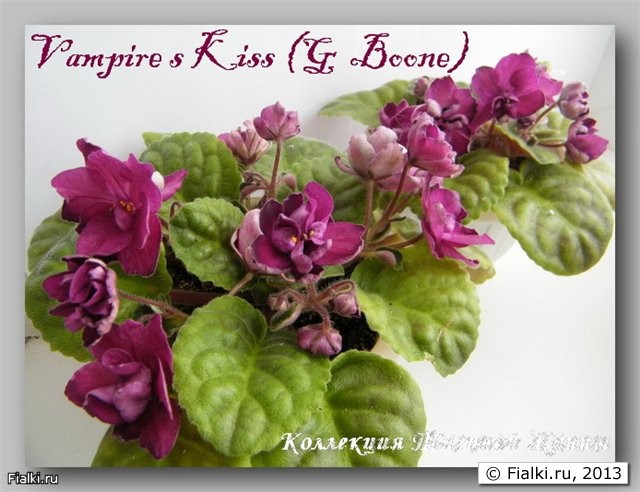 Vampire s Kiss (G  Boone)