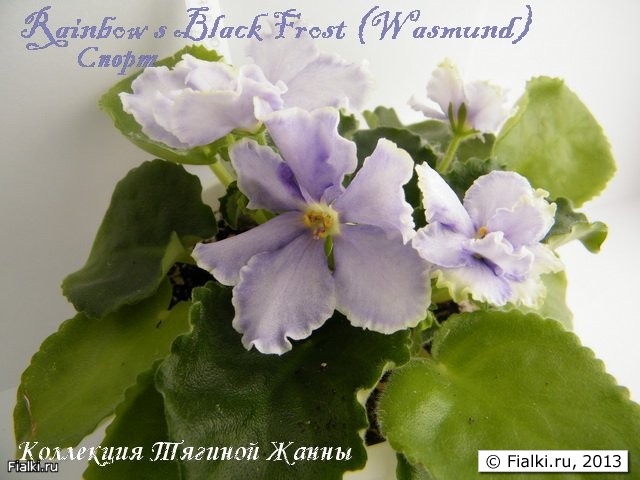 Rainbow s Black Frost (Wasmund)