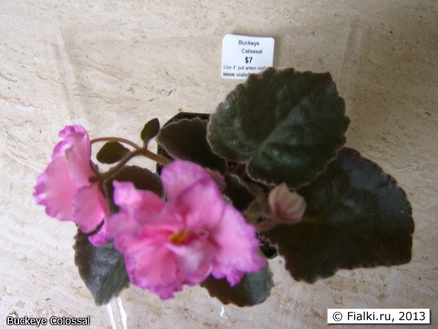 Buckeye Colossal