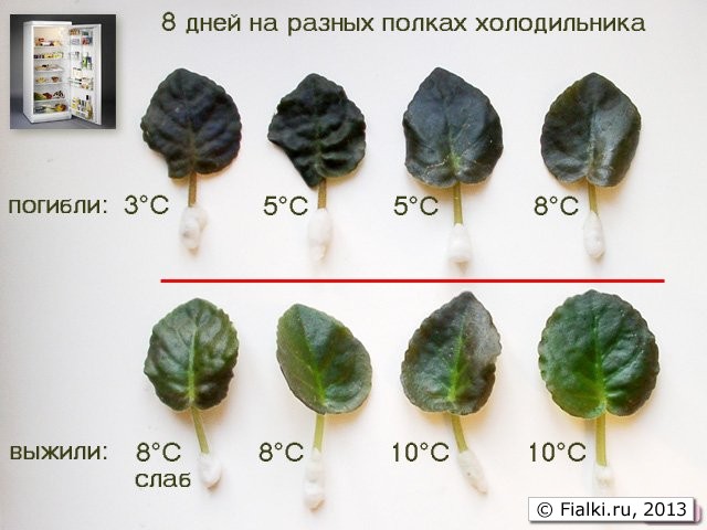 Морозоустойчивость черенков фиалки