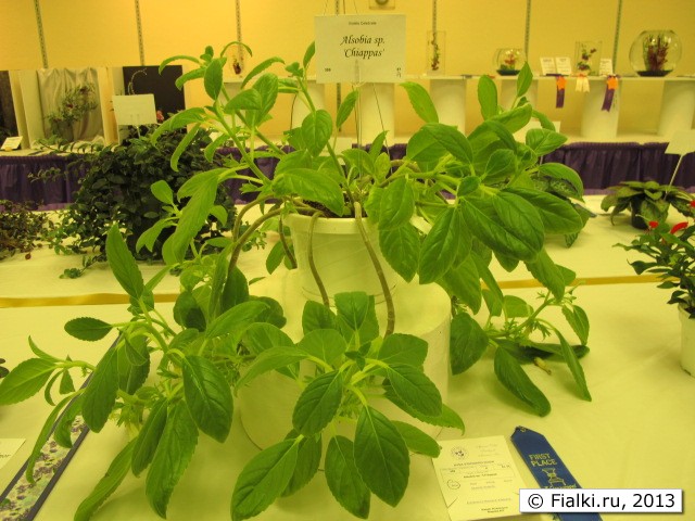 plant