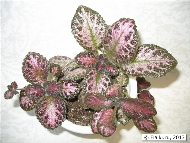 Pink Acajou