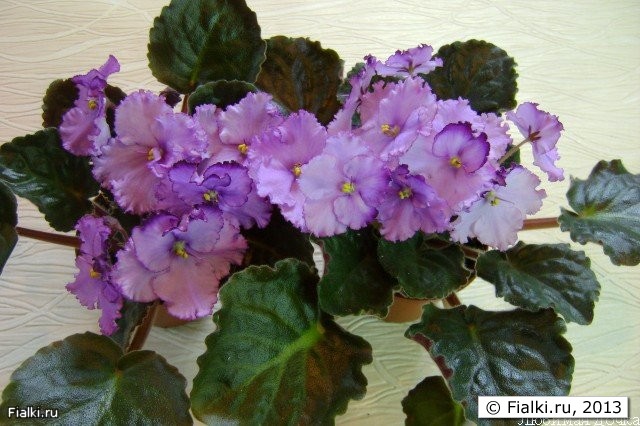  Крупные простые нежно-сиренево-лавандовые цветы с густой темно-фиолетовой бахромой по краям лепестков.