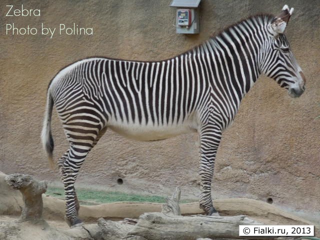 Zebra
