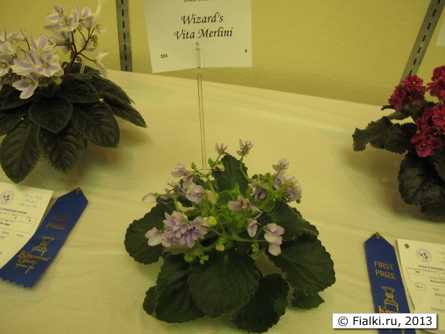plant