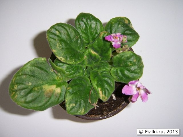new plant