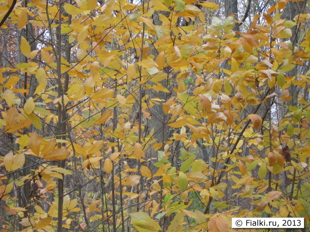 nuts bushes