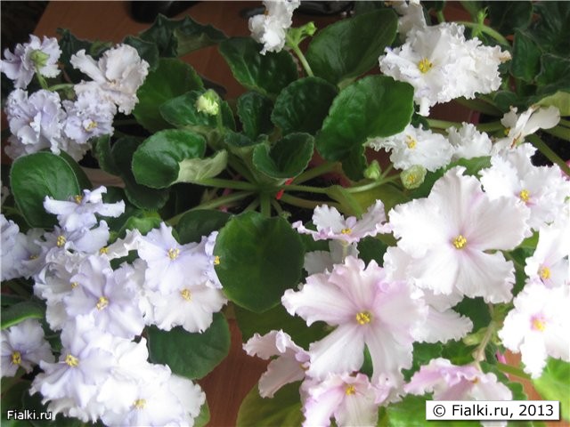 белая рапсодия