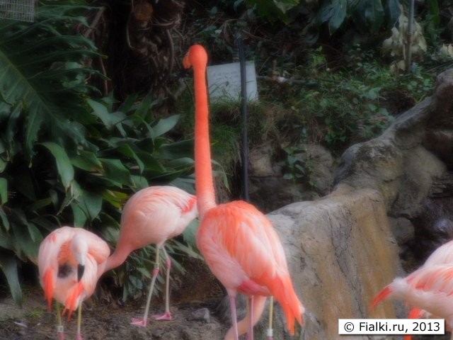 flamingo