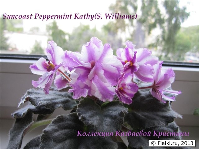 Suncoast Peppermint Kathy(S. Williams)