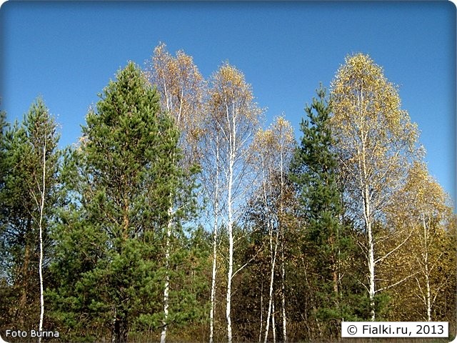 Осень за городом